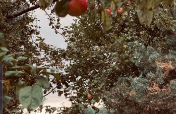 Dom z balią na Kaszubach-Widokova - Foto 11