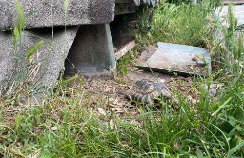 Family House - Foto 34