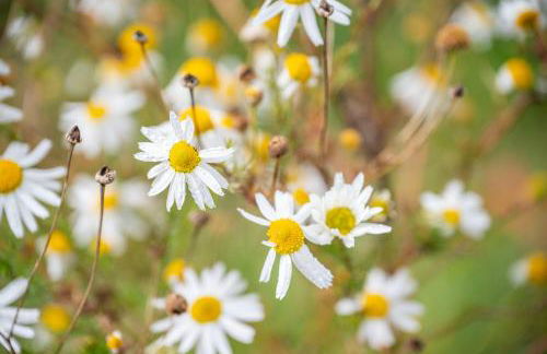 Peintnerhof Percha - Foto 6