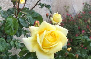 La Huberdière - Foto 15