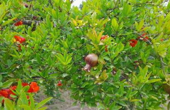 Ktima Rodies in Neochori Zacharo - Foto 37