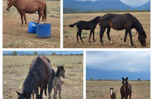 Countryside apartments ground floor - Foto 34