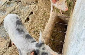 Flat Hotel Fazenda Monte Castelo Gravatá Bezerros - Foto 64