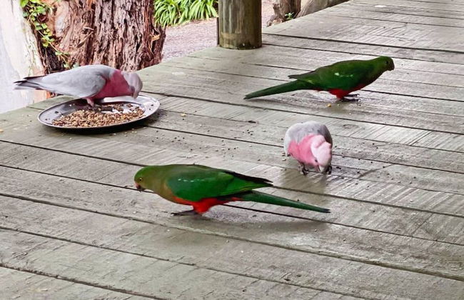 Groovy Log House Lorne Ocean View Log House Pet Friendly Freshly Renovated - Photo 29