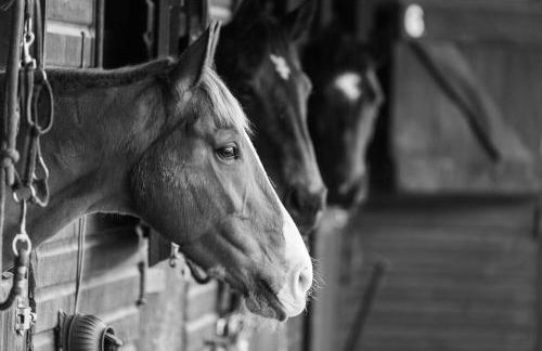 Cedar Cabin Overlooking Bedgebury Forest - Foto 32