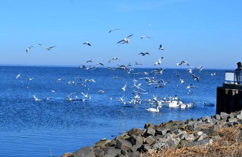 Ferienwohnung ab zum Haff - Foto 5