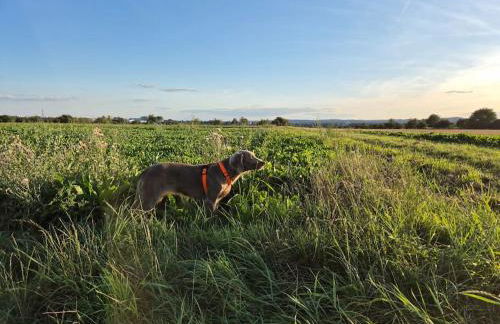 Bungalow, Uneinsehbar, 8 Personen maximal, 3 Personen oben, 5 unten - Foto 19