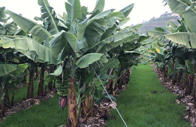 Visita a una finca de plátanos de La Orotava - Foto 1