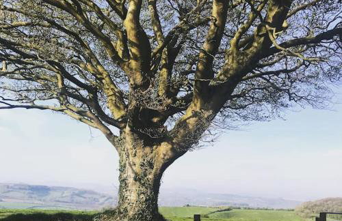 Astronomer Shepherd's hut - Foto 17