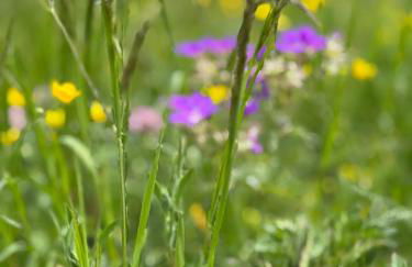 Maison Du Coeur Champoluc - Spa, Gym e aree relax - Foto 70