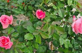 Altera Vita - Foto 69