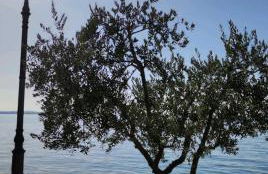 Studio Centrale Pacengo di Lazise - Foto 41