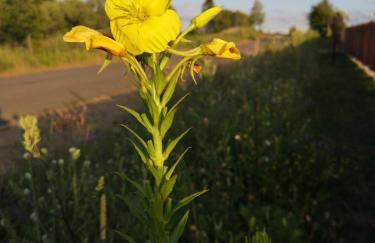 Mazurski Staw - Foto 42