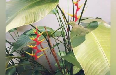 Casa completa Itanhaém próxima praia do Suarão - Foto 64