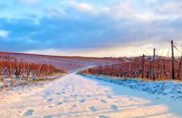 LaBed - Ferienwohnung auf Weingut mit privater Terrasse, zentral gelegen, gratis WLAN - Foto 11