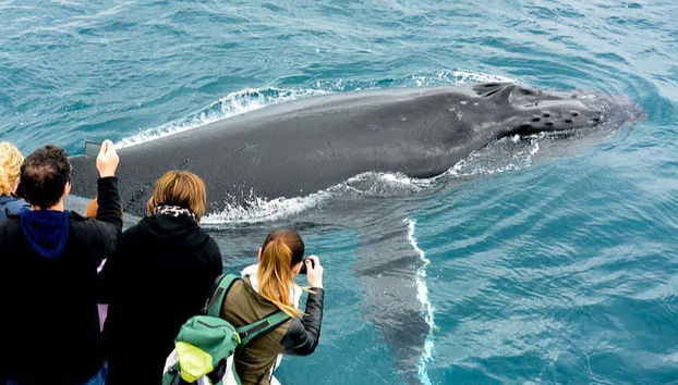 Whale Watching in Geographe Bay - Photo 5, Getting close up to the whale