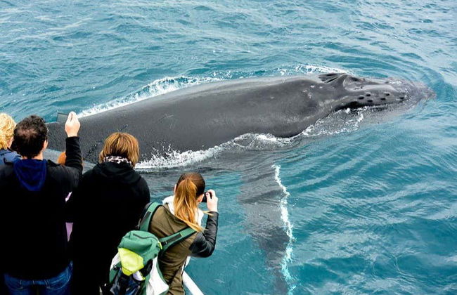 Whale Watching in Geographe Bay - Photo 5