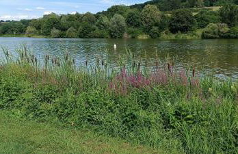 Fränkische Seenliebe - Foto 21