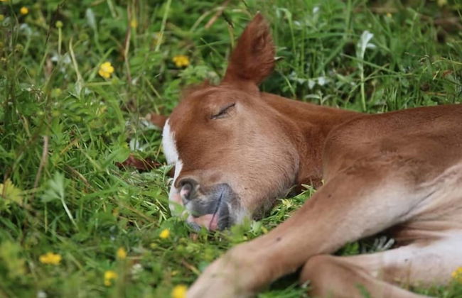 Hekla Adventures - Foto 10