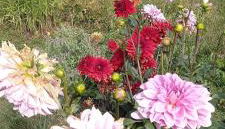 Chez Agnès - Foto 2