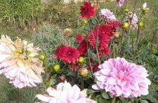 Chez Agnès - Foto 2