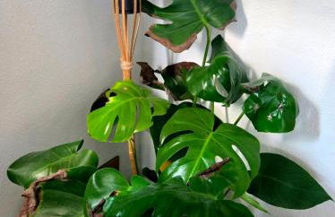 Maison atypique médiévale - Foto 3