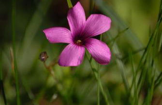 Roulotte Gîtes O bien-être massage Spa Séjour bien-être en hébergement insolite roulotte Karantez ou en gîtes Melon ou Yock à 800 m des plages - Foto 56