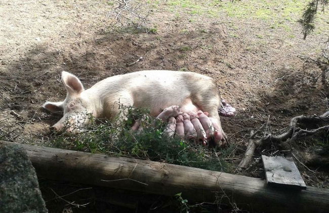 Stazzu lu Bulioni - Foto 64