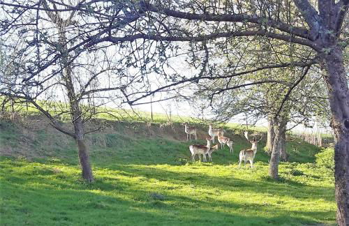 BodenSEE Apartment Neukirch Wangener Strasse - Foto 13