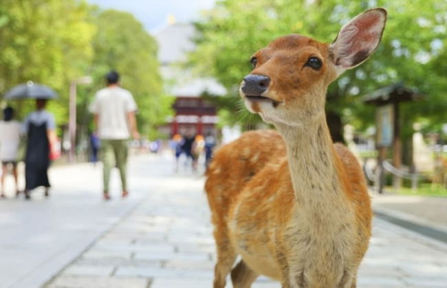 Arashi Hotel Nambaminami - Foto 50
