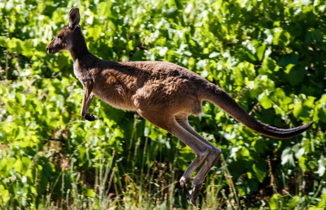 Karawatha Cottages B&B - Foto 44