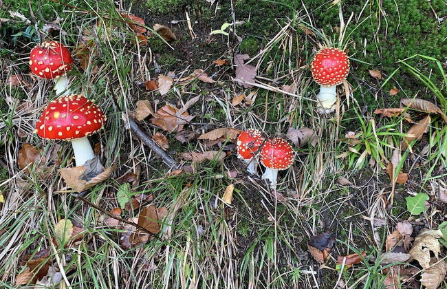 Apartment Schwarz Waldperle - Foto 26