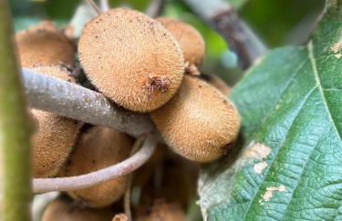 Ciury's Etna Holidays - Foto 18