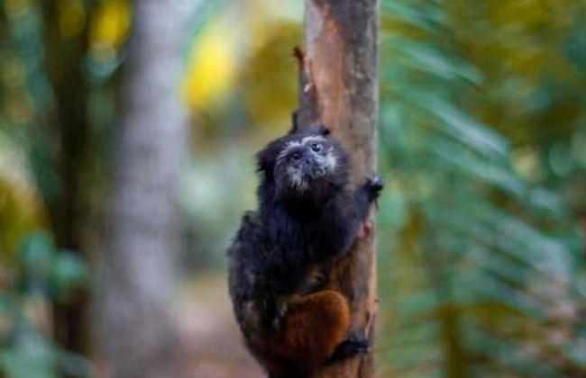 Tronco Tambopata Adventure - Photo 48