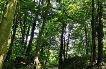 Forest paradise - Photo 6