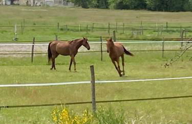 Richelieu et les mille châteaux - Foto 30
