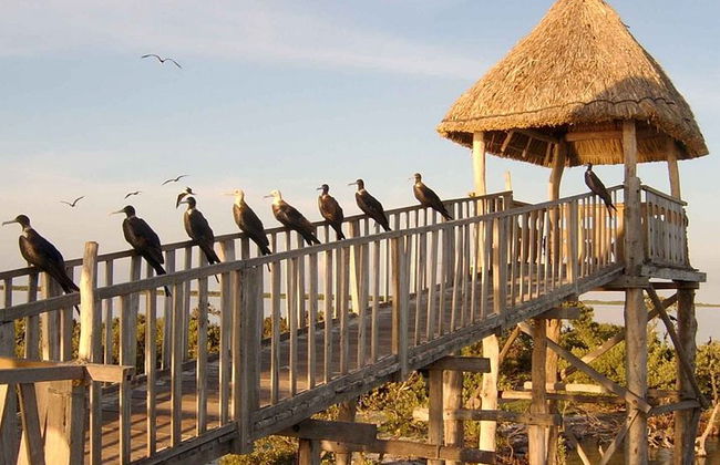 Ganztägige Tour nach Holbox und Passion Island mit Cenote, Transport und Mittagessen - Foto 13