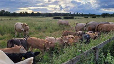 The Acorn - Roudham Norwich - Foto 3