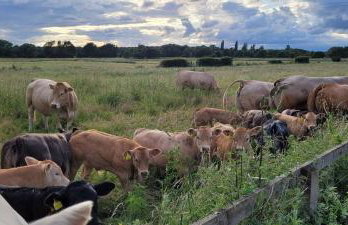 The Acorn - Roudham Norwich - Foto 3