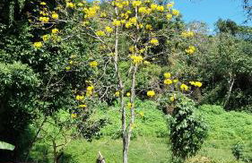 Recanto verde pousada - Foto 28