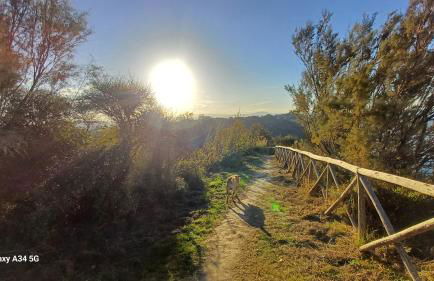 pavone bianco - Foto 18