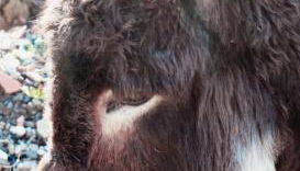 Le Chianine dei Tognoli - Foto 3