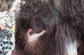 Le Chianine dei Tognoli - Foto 3