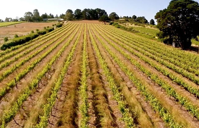 131 Your Vineyard Home in the heart of the Vale - Photo 18