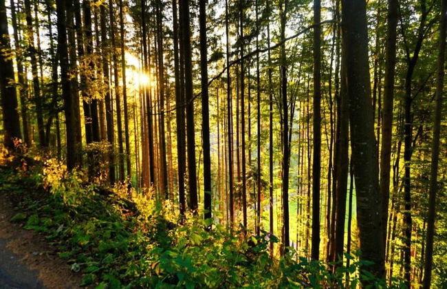 Apartment in Gutenbach With Nearby Forest - Foto 29