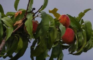 Anatolika Stamatis Paradise - Photo 34