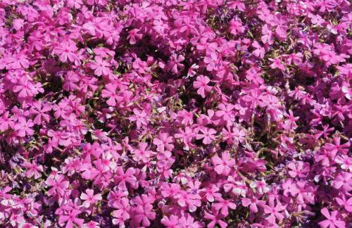 Apartment Milka - Foto 34