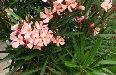 Chambres d'Hôtes de la Presqu'Île - Foto 21