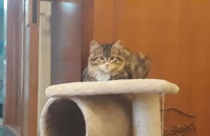 Carrubo - Giardino in città - Foto 31