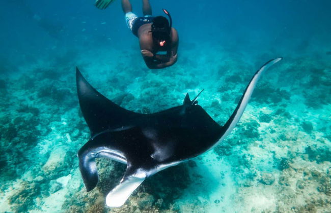 Snorkel en Dhiffushi - Foto 2